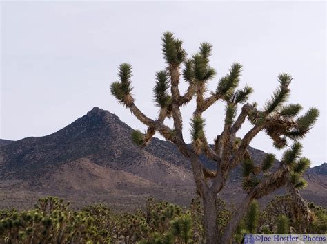 Joshua Tree National Forest In Northern Arizona Near The Western Rim Of