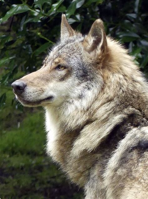 Beautiful Gray Wolf In Profile Wolf Dog Wolf Photos Wolf Photography
