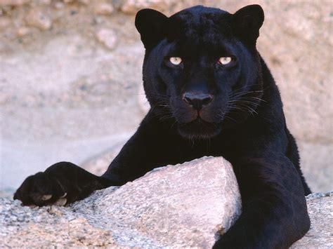 Template of a black panther with a black background. IMAGENES ANIMALES EN ALTA DEFINICION: IMAGEN DE PANTERA EN LA ROCA