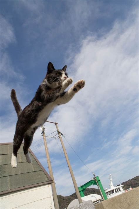 World Jump Day 22 Amazing Cats In Flight Pictures