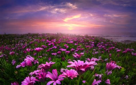 Field Of Flowers Wallpaper 58 Images