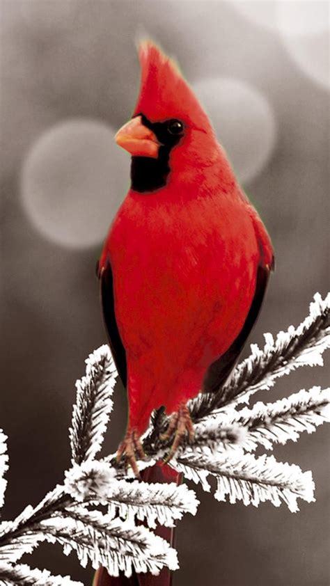 Cardinal Bird Wallpaper ·① Wallpapertag