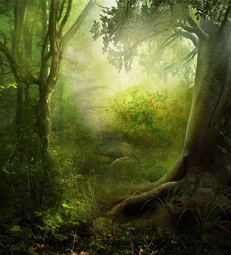 Fantasy Forest Magic Forest Mystical Forest Dark Forest Beautiful