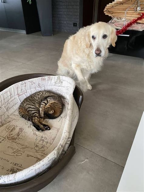 24 Shameless Cats Stealing Dog Beds