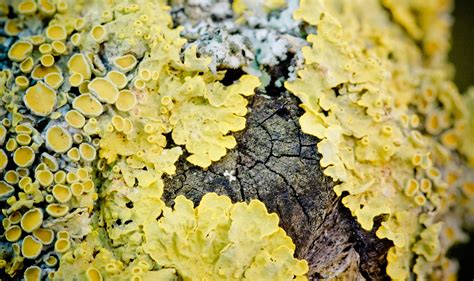 Yellow Wall Lichen Free Image Download