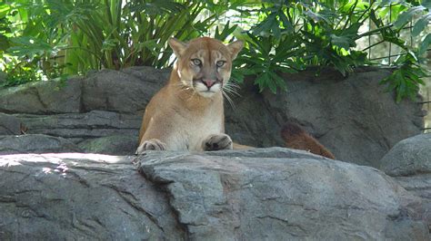 Central Florida Zoo And Botanical Gardens Cougar Central Florida Zoo