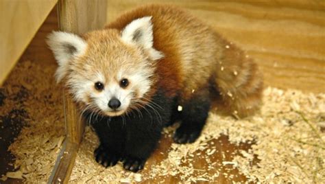 Newborn Baby Red Panda Kaydee Named After Hoop Star Kevin Durant