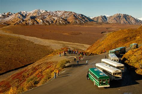 Bus Tour Of Denali National Park In One Day