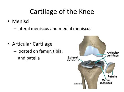 Ppt Biomechanics Of The Knee Powerpoint Presentation Free Download