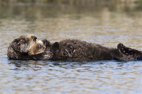 Filesea Otter With Fluffy Pup Wikipedia