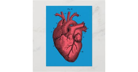 Vintage Anatomical Heart Valentines Day Holiday Postcard