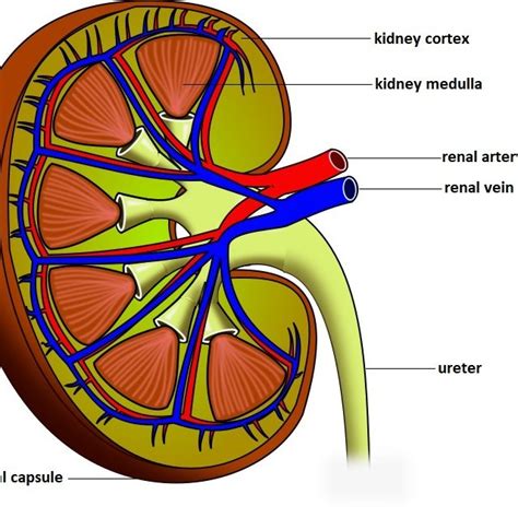 Anatomic Structure Of Kidney 33 The Three Main Anatomical Regions Of