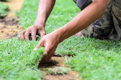 Sod needs constant moisture to establish a healthy root system. Laying Sod In Winter - A Quick And Helpful Guide For The ...