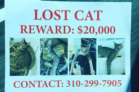 Cat Owner Offers 20k Reward For Missing Pet