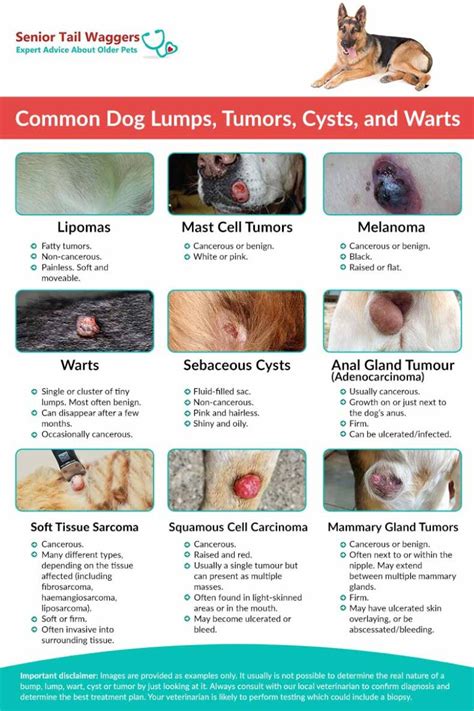 Pictures Of Dog Tumors Cysts Or Warts By A Veterinarian