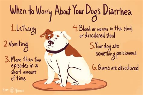 How To Tell If Your Dog Has Diarrhea Personal Finance Blog Tips