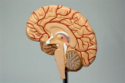 Get To Know Your Brain Series The Brain Stem Upmc Healthbeat