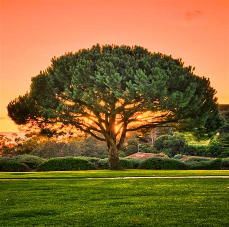 Tree At Sunset Picrick Photography