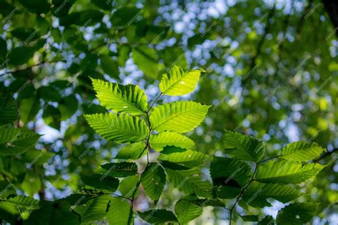 Free Photo Closeup Of Beech Type Of Leaf With Blurred Green Leafy
