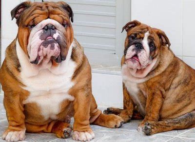 breeding english bulldogs  fat bully breed    bully