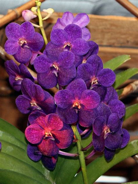 Vanda Orchid Rare Flowers Exotic Flowers Amazing Flowers Purple Flowers Beautiful Flowers
