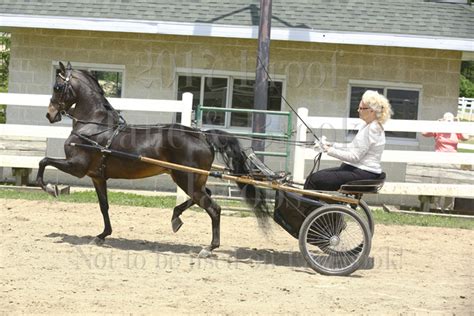 Jacobs Photography 22 Hackney Pony Country Pleasure Driving