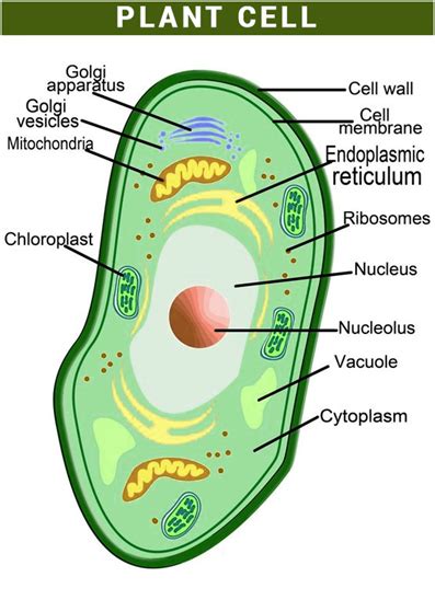 Diagram Of Liver Cell Plant Cell Simple English Wikipedia The Free