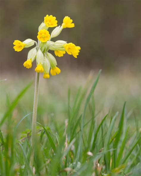 Cowslip At Dukes Woodnotts Wild Flowers Flower Places Forest Garden