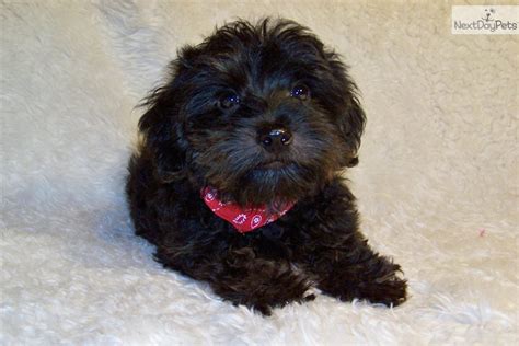 Energetic and easy to train. Yorkiepoo - Yorkie Poo puppy for sale near St Louis ...
