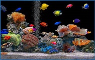 Marine aquarium screensaver hd - Download free