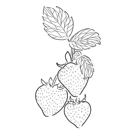 Hand Drawn Strawberry Vector Png Images Strawberry Illustration Fresh