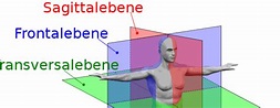 Anatomische Lage- und Richtungsbezeichnungen - MTA-R.de