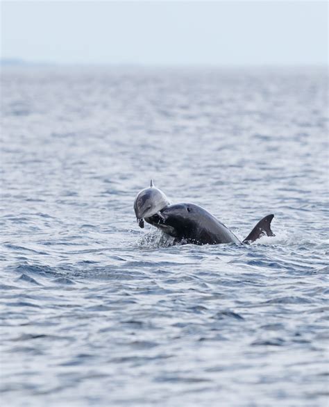 Sea Watch Foundation Dolphin Attacks On Moray Firth Harbour Porpoises