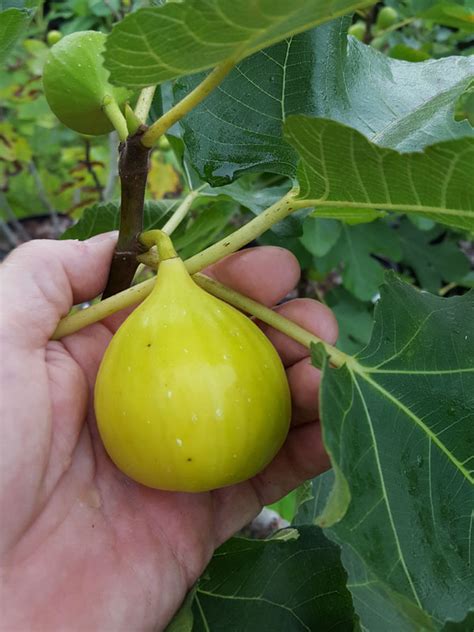 Colossal Yellow Long Neck Fig Tree Ficus Carica Urban Tropicals