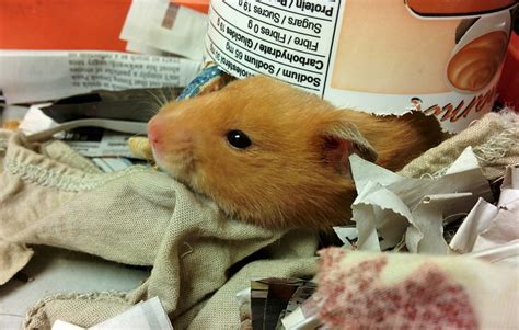 11 Causes Of Sudden Death In Hamsters Pethelpful