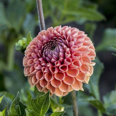 Cornell Bronze Dahlia Dahlia Flower Flower Farm Dahlia