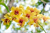 Orquídea salvaje foto de archivo. Imagen de primer, fondo - 42180570