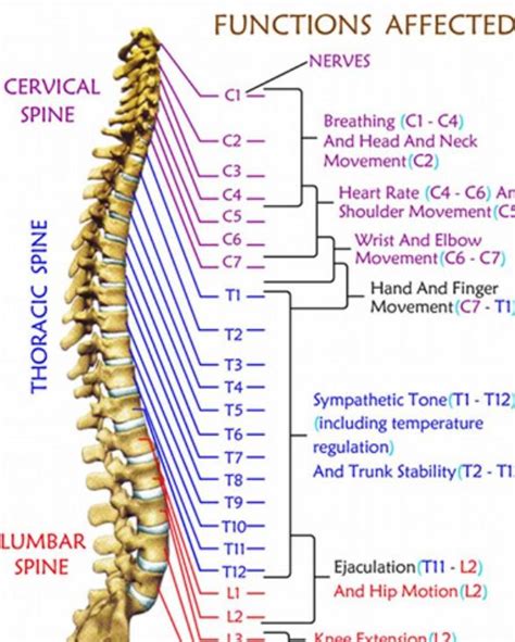 The Spine And Its Connections Reflexology Massage Spine Health Human Spine