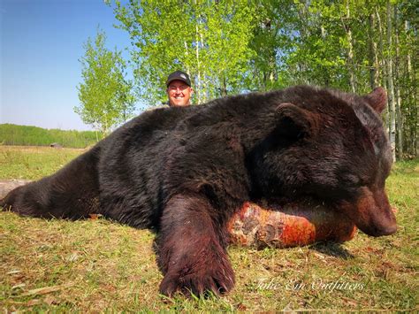 Take Em Outfitters Alberta Black Bear Hunting