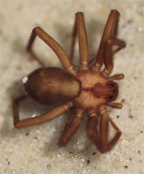 The Worlds Most Dangerous Spiders Warning Graphic Images Dangerous