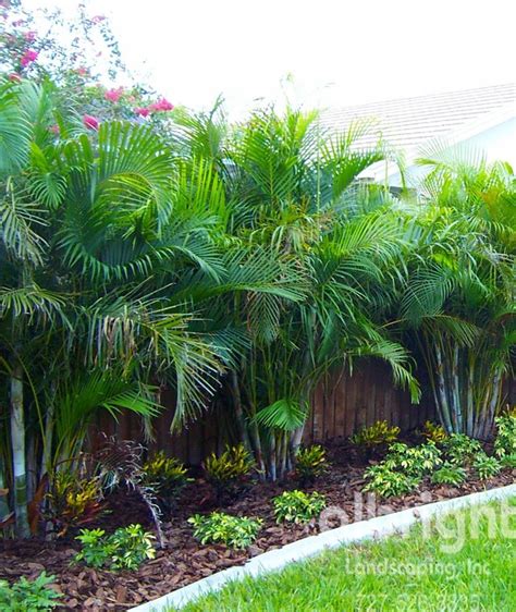 Minimalist Tropical Privacy Plants For Modern Garage Interior Designs