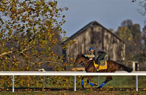 Kentuckys Horse Country Opens Barn Doors To Fans Before Breeders Cup