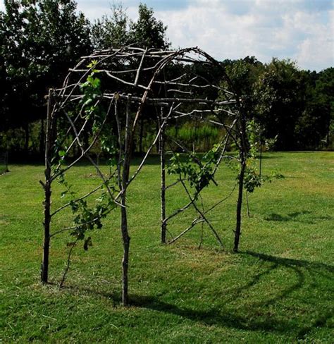 Learn more about how to train vines here. Grape arbor | Grape trellis, Grape arbor, Grape growing trellis