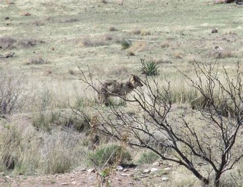 Mexican Wolf Captured In The Chiricahuas Local News Stories