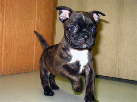 Boston Terrier Pug Mix Puppies For Sale Near Me Pets Lovers