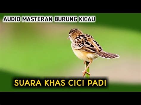 Suara cici padi betina merah pikat jantan mp3 & mp4. Vidio Suara Cici Padi Betina / Download Video Suara Burung Cici Merah Betina Mp3 Mp4 3gp Flv ...