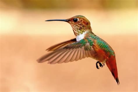 Allens Hummingbird In Flight By Steven Desjardins