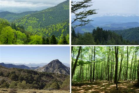 la diversidad de los bosques mediterráneos mejora su resistencia a la sequía noticias sinc