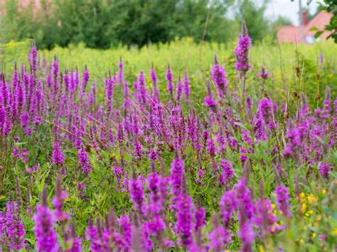 Common Invasive Plants In Michigan And The Upper Midwest