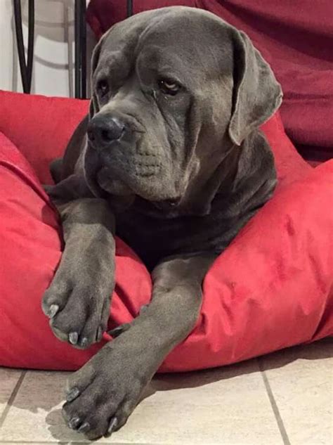 233 Best Cane Corso Italian Mastiff Images On Pinterest Cane Corso